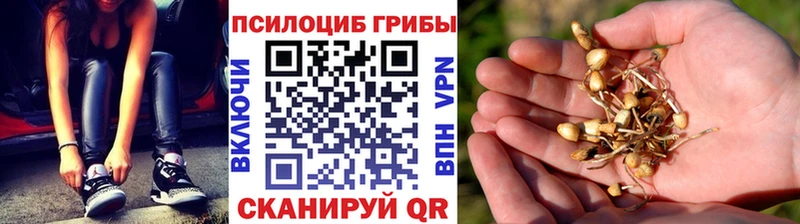 Купить где  Липки  Галлюциногенные грибы Psilocybine cubensis 